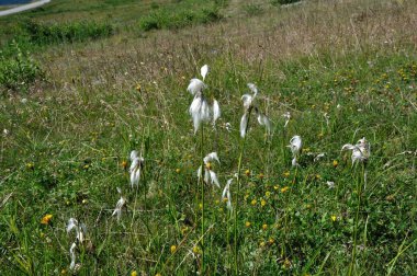 Alplerde yaygın pamuk otu