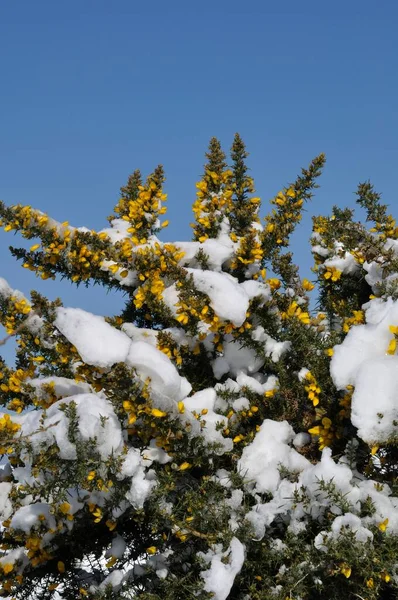 Ramas Musgo Cubiertas Nieve — Foto de Stock