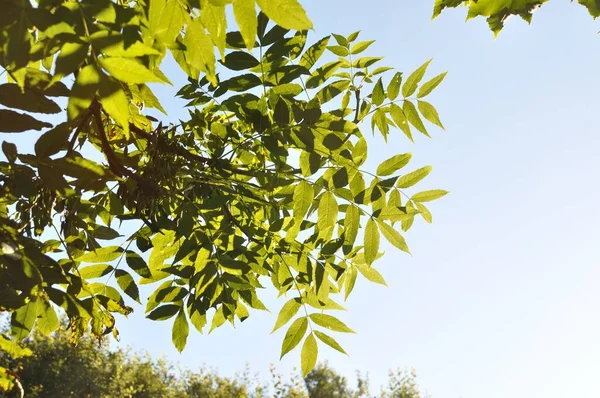 Black Ash Tree Leaves Blue Sky — Stock Photo, Image