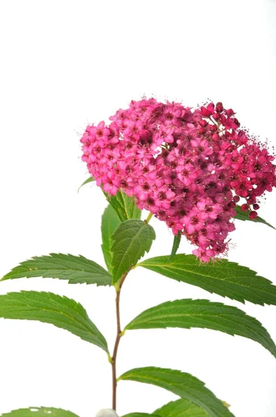 Bungei Clerodendron Estúdio Tiro — Fotografia de Stock