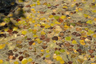 Bir kanalı kaplayan huş yaprakları