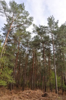 Aziz Pierre Les Elbeuf 'un Toplu Ormanı