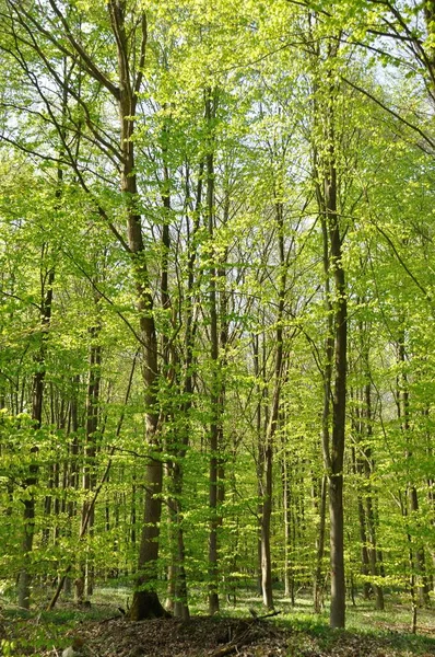 Communal Forest Saint Pierre Les Elbeuf — Stock Photo, Image