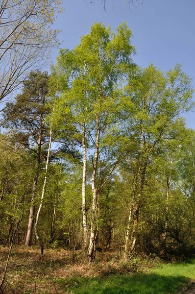 Foresta Comunale Saint Pierre Les Elbeuf — Foto Stock