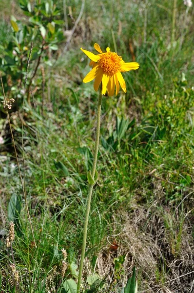 Mountain Arnica Alps — Stock Photo, Image