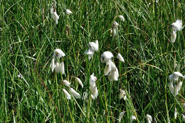 Common Cotton Grass Alps — Stock Photo, Image