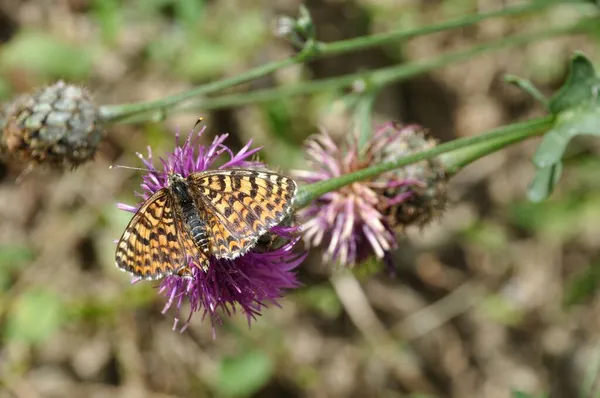 Sötétzöld Fritilláris Alpokban — Stock Fotó