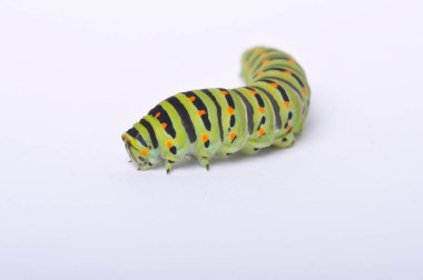 Kırlangıç kuyruklu tırtıl beyaz bir arka planda