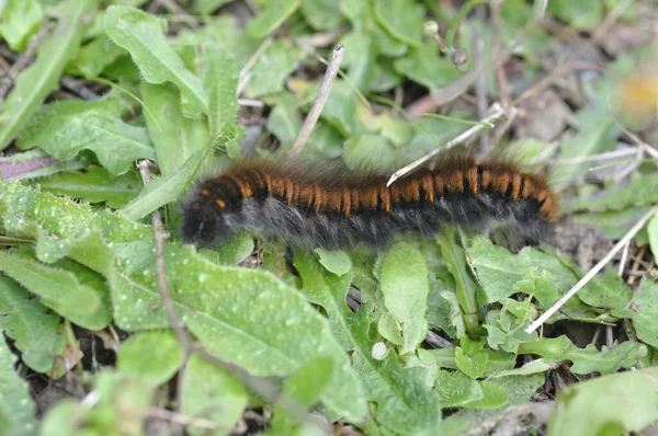 Vossenvlinder Rups Gras — Stockfoto