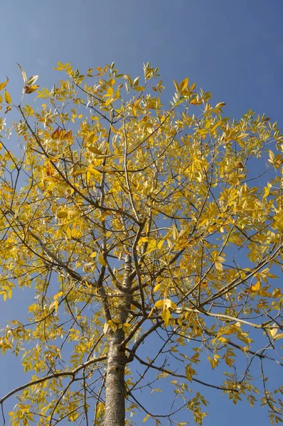 Strom Podzimních Barvách Normandii — Stock fotografie