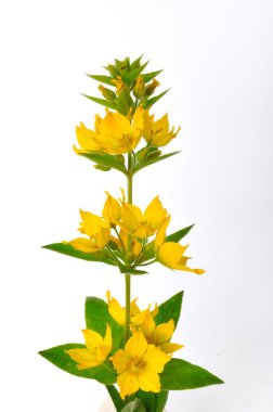 Beyaz arkaplanda Lysimachus