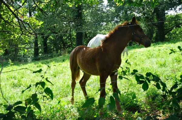 Horse Meadow France — Stock Photo, Image