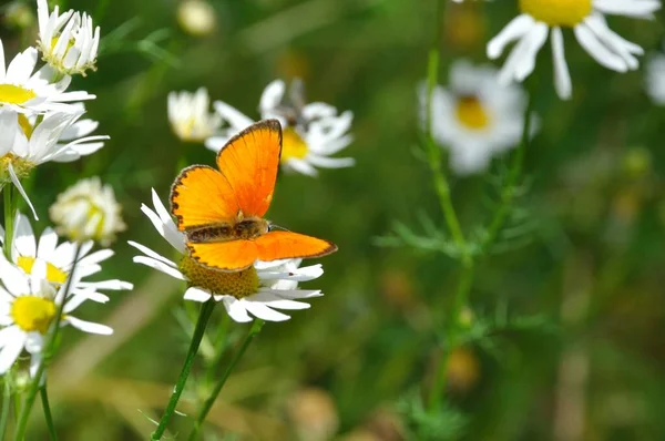 Copper Butterfly Alps — Stock Photo, Image
