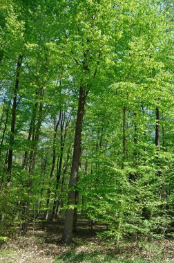 Aziz Pierre Les Elbeuf 'un Toplu Ormanı