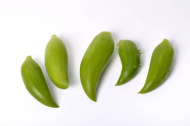 Beyaz arkaplanda Achocha