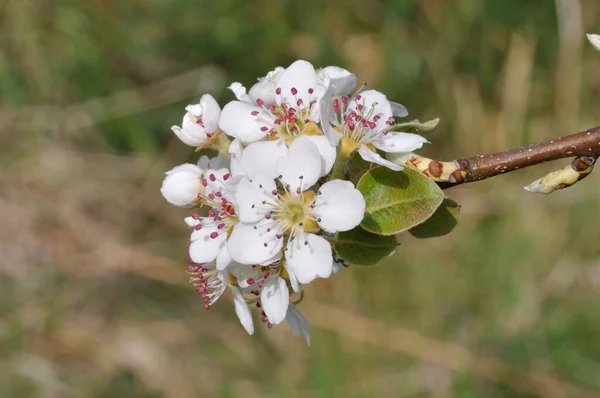 果樹園の梨の花 — ストック写真