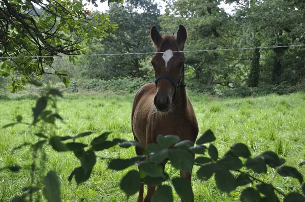 Кінь Лузі Франції — стокове фото