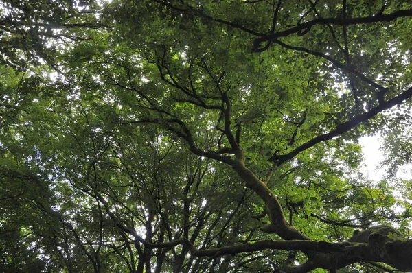 Árboles Verano Francia — Foto de Stock