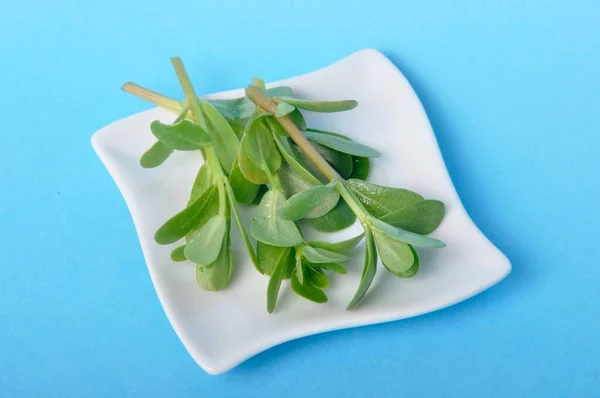 Mavi Zemin Üzerinde Bir Fincan Tabağı Içinde Purslane — Stok fotoğraf