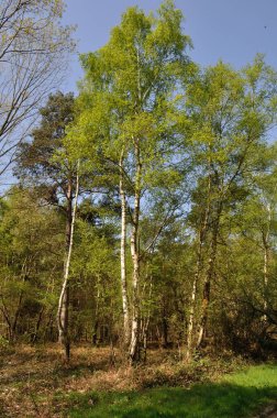 Aziz Pierre Les Elbeuf 'un Toplu Ormanı