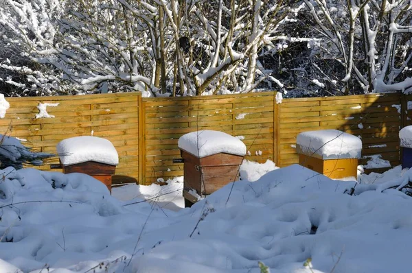 Pokrzywka Pod Śniegiem Bretanii — Zdjęcie stockowe