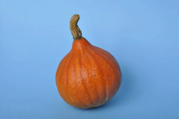 Calabaza Sobre Fondo Azul — Foto de Stock