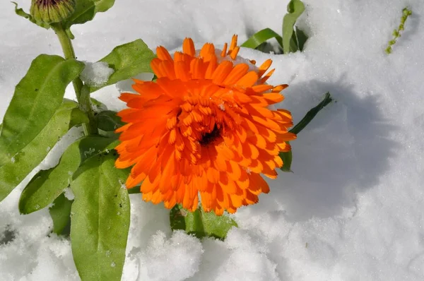 ブルターニュの雪の下のマリーゴールド — ストック写真
