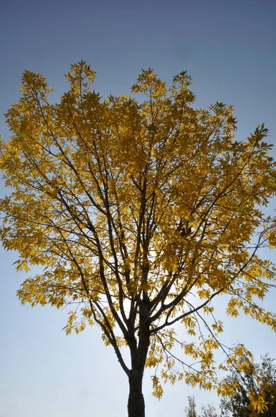 ノルマンディーの紅葉の木 — ストック写真