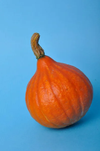 Calabaza Sobre Fondo Azul — Foto de Stock