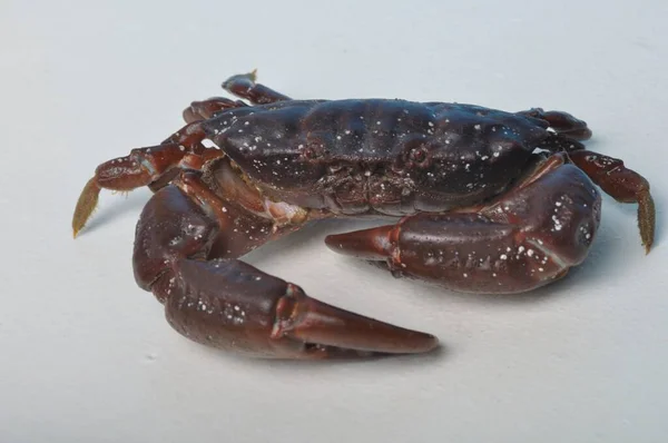 Crab Fundal Alb — Fotografie, imagine de stoc