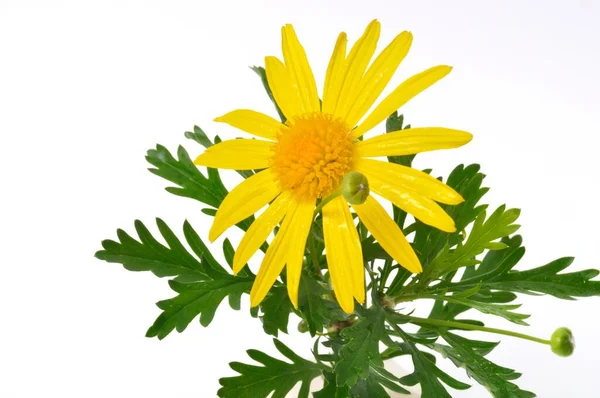 Gänseblümchen Auf Weißem Hintergrund — Stockfoto