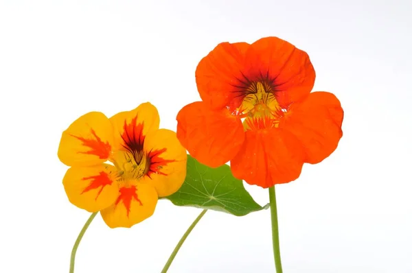 Nasturtiums Sur Fond Blanc — Photo