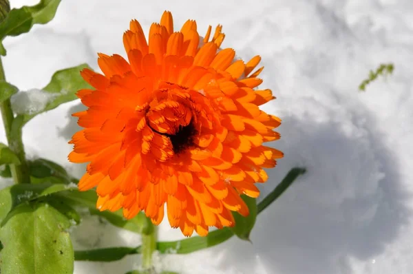 Ringelblume Unter Dem Schnee Der Bretagne — Stockfoto