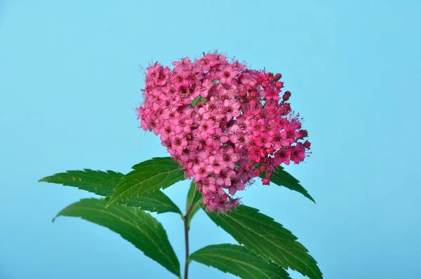 Bungei Clerodendron Estúdio Tiro — Fotografia de Stock