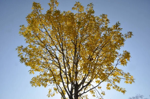 ノルマンディーの紅葉の木 — ストック写真