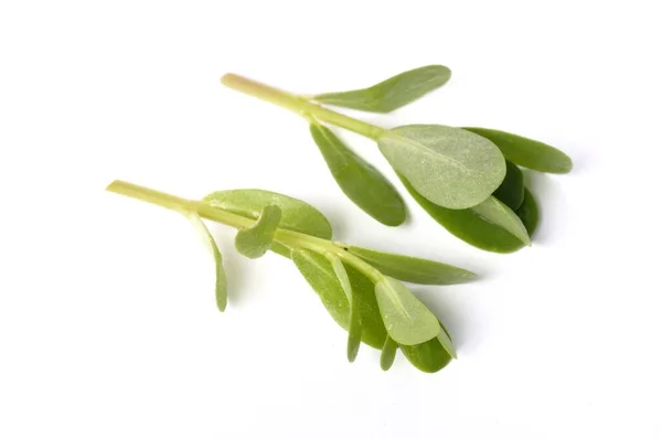 Purslane Vit Bakgrund — Stockfoto