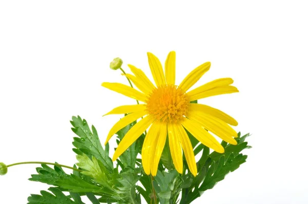 Gänseblümchen Auf Weißem Hintergrund — Stockfoto