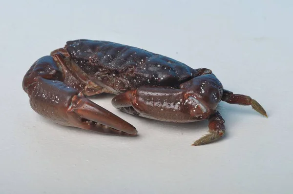 Crab Fundal Alb — Fotografie, imagine de stoc