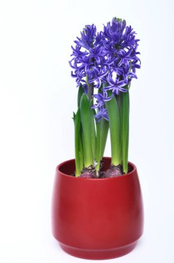 Bir sümbül stüdyosu.