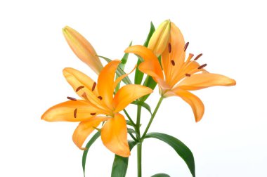 Turuncu zambak stüdyosu.