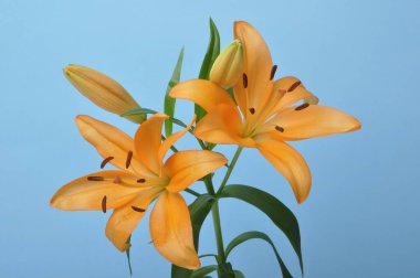 Turuncu zambak stüdyosu.