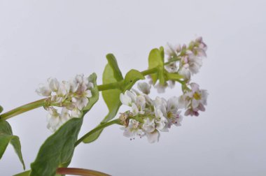 Beyaz bir arka plan üzerinde buğday çiçekler