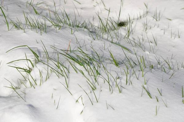 Sprietje Gras Sneeuw — Stockfoto