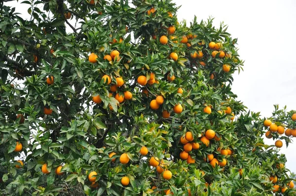 Sinaasappelboom Bij Douro Portugal — Stockfoto