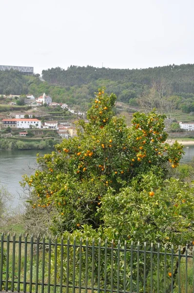 Pomerančovník Poblíž Douro Portugalsku — Stock fotografie