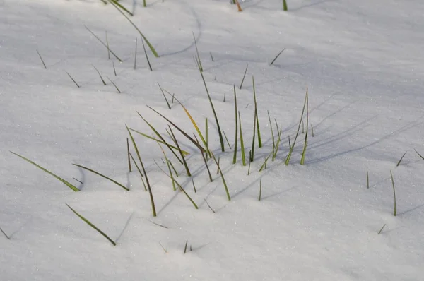 Sprietje Gras Sneeuw — Stockfoto