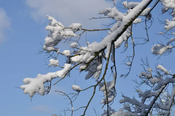 Una Rama Cubierta Nieve — Foto de Stock