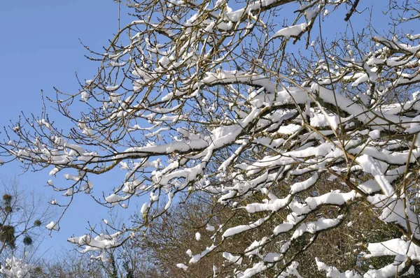 Una Rama Cubierta Nieve — Foto de Stock