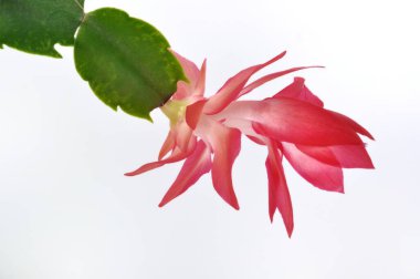 Beyaz arkaplanda Schlumbergera çiçekleri