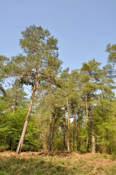 Forêt Communale Saint Pierre Les Elbeuf — Photo